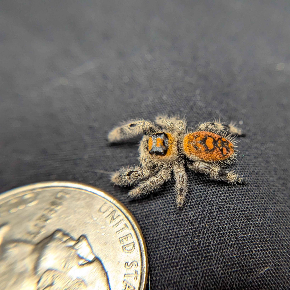 Regal Jumping Spider “Spice”