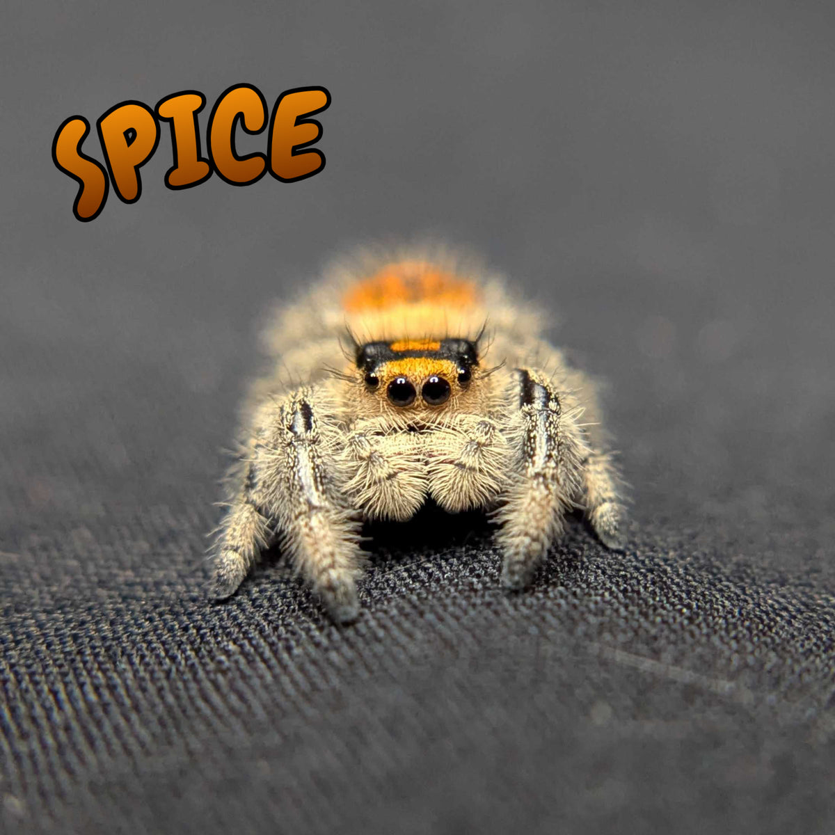 Regal Jumping Spider “Spice”