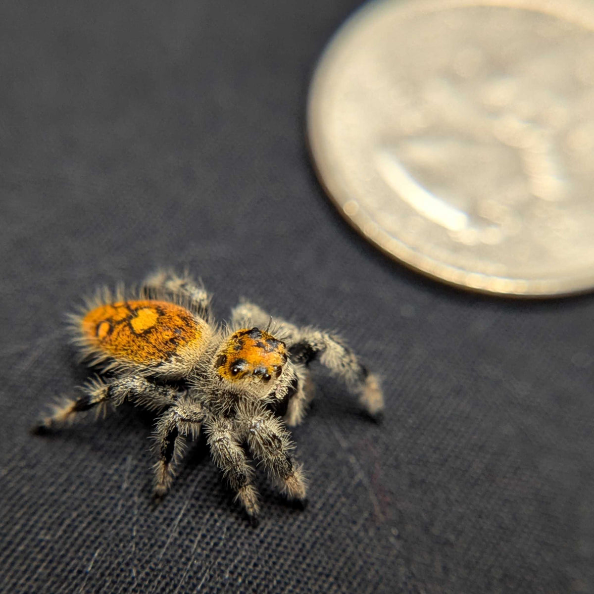 Regal Jumping Spider "Bengal Tiger"