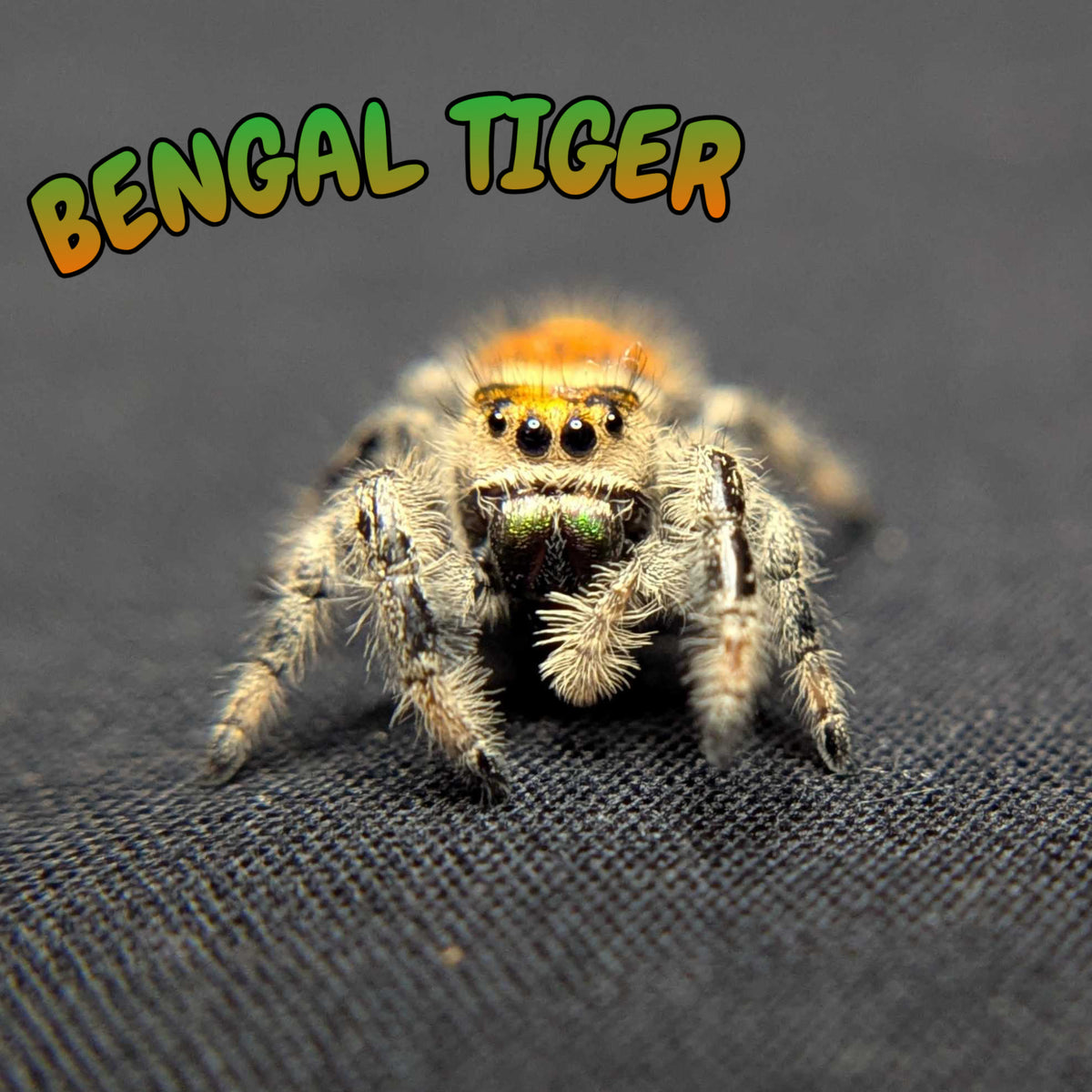 Regal Jumping Spider "Bengal Tiger"