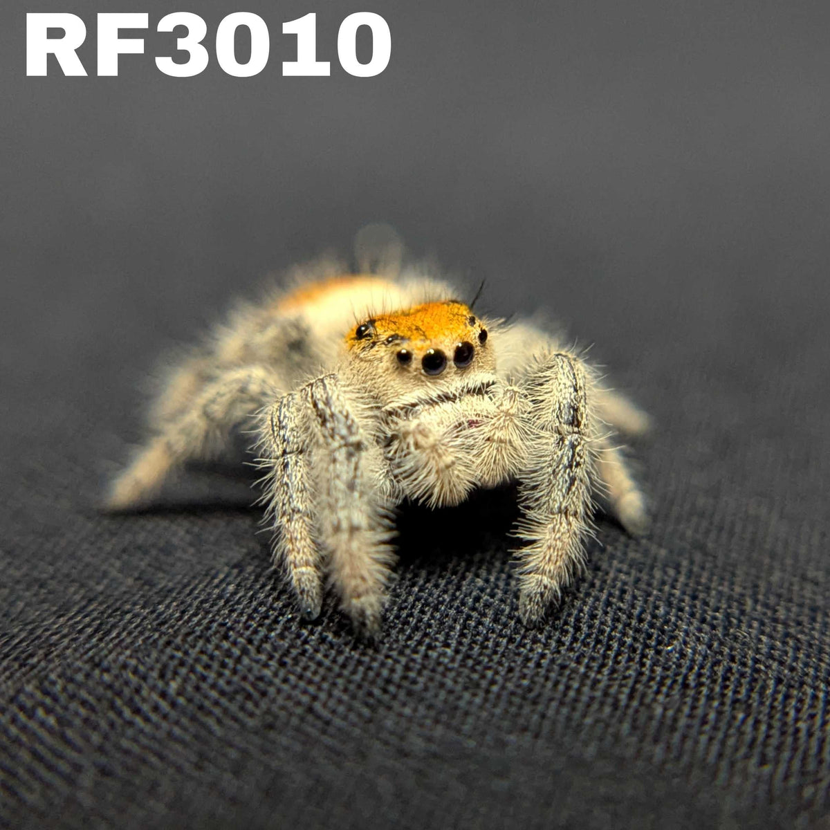Regal Jumping Spider “Fern Spice”