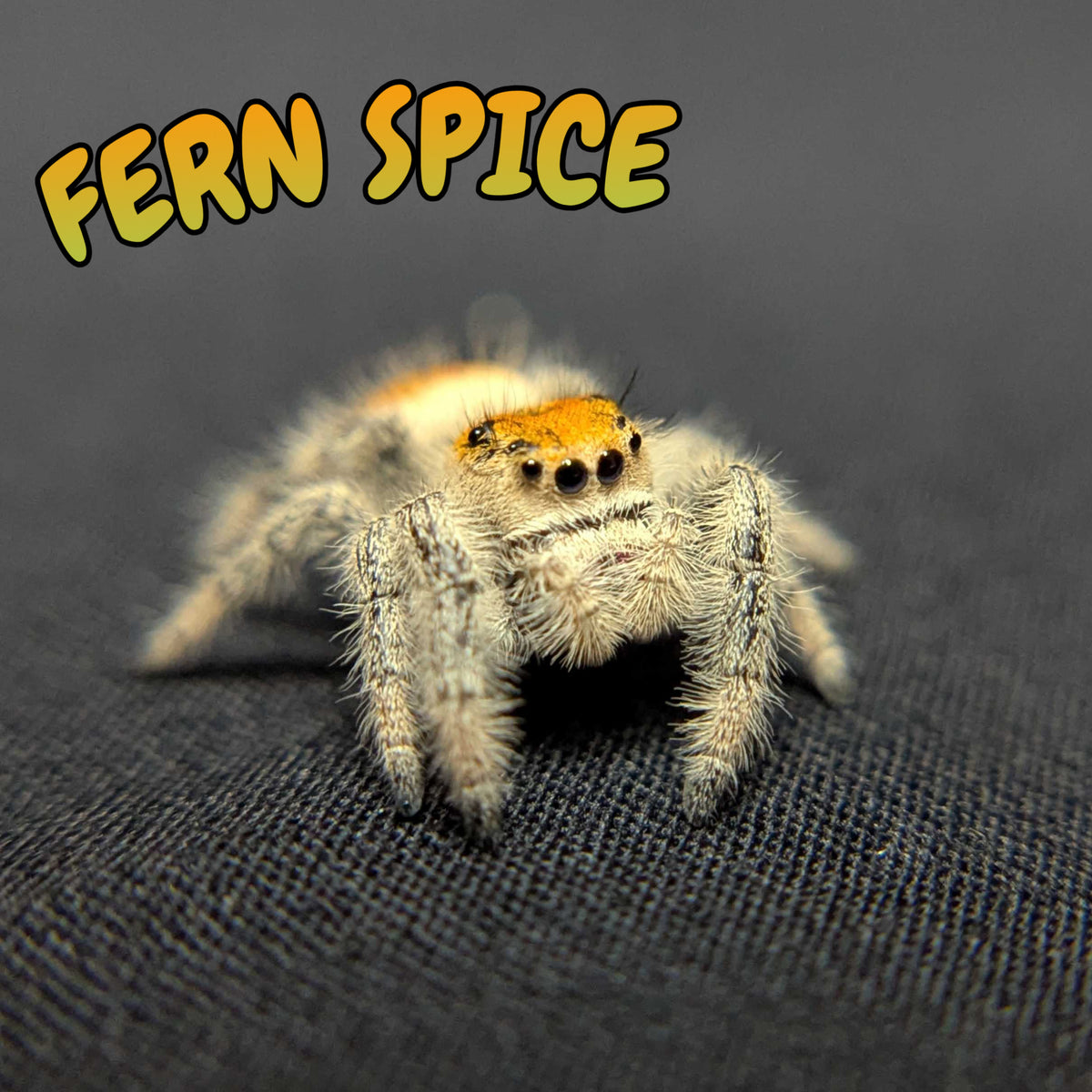 Regal Jumping Spider “Fern Spice”