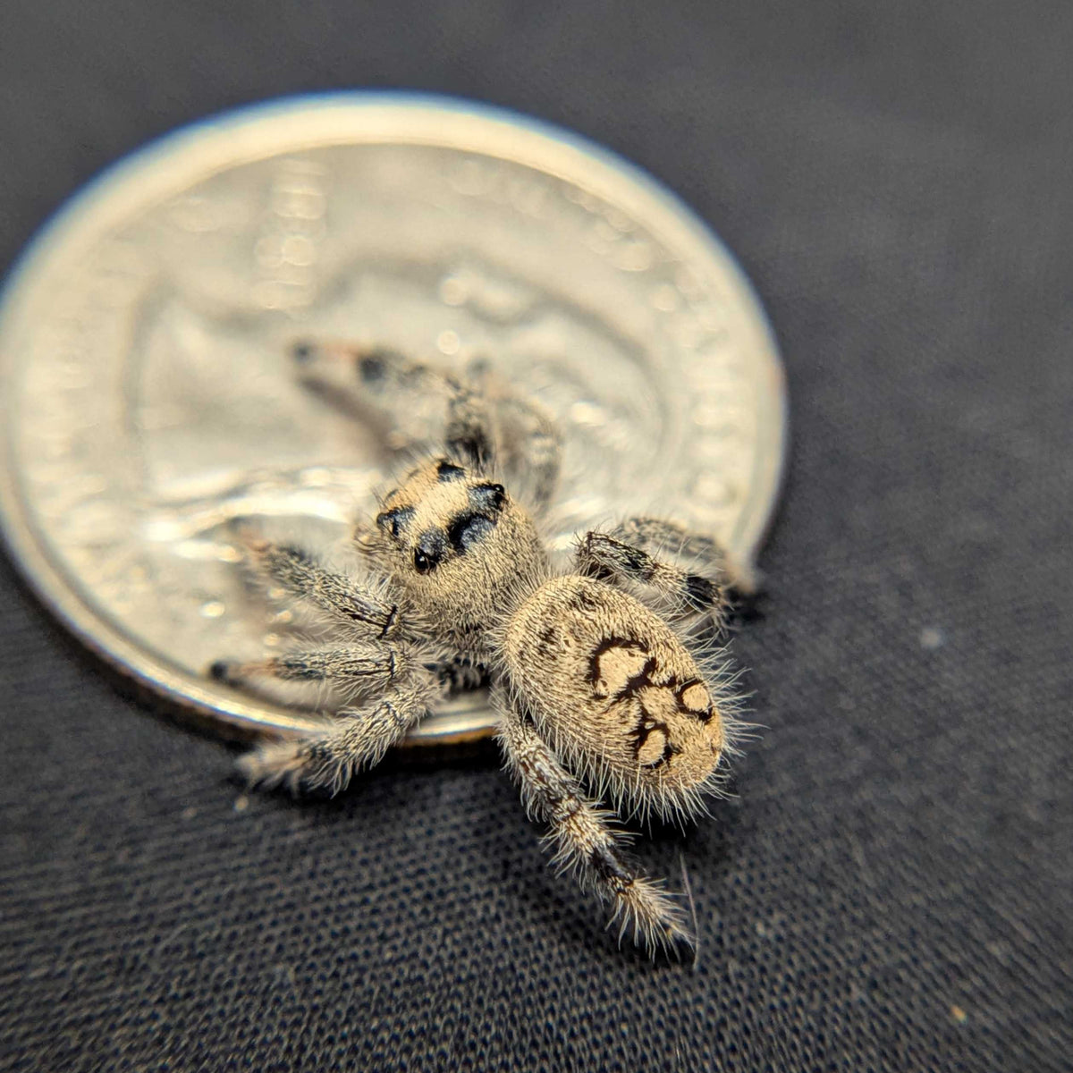 Regal Jumping Spider "Marley"