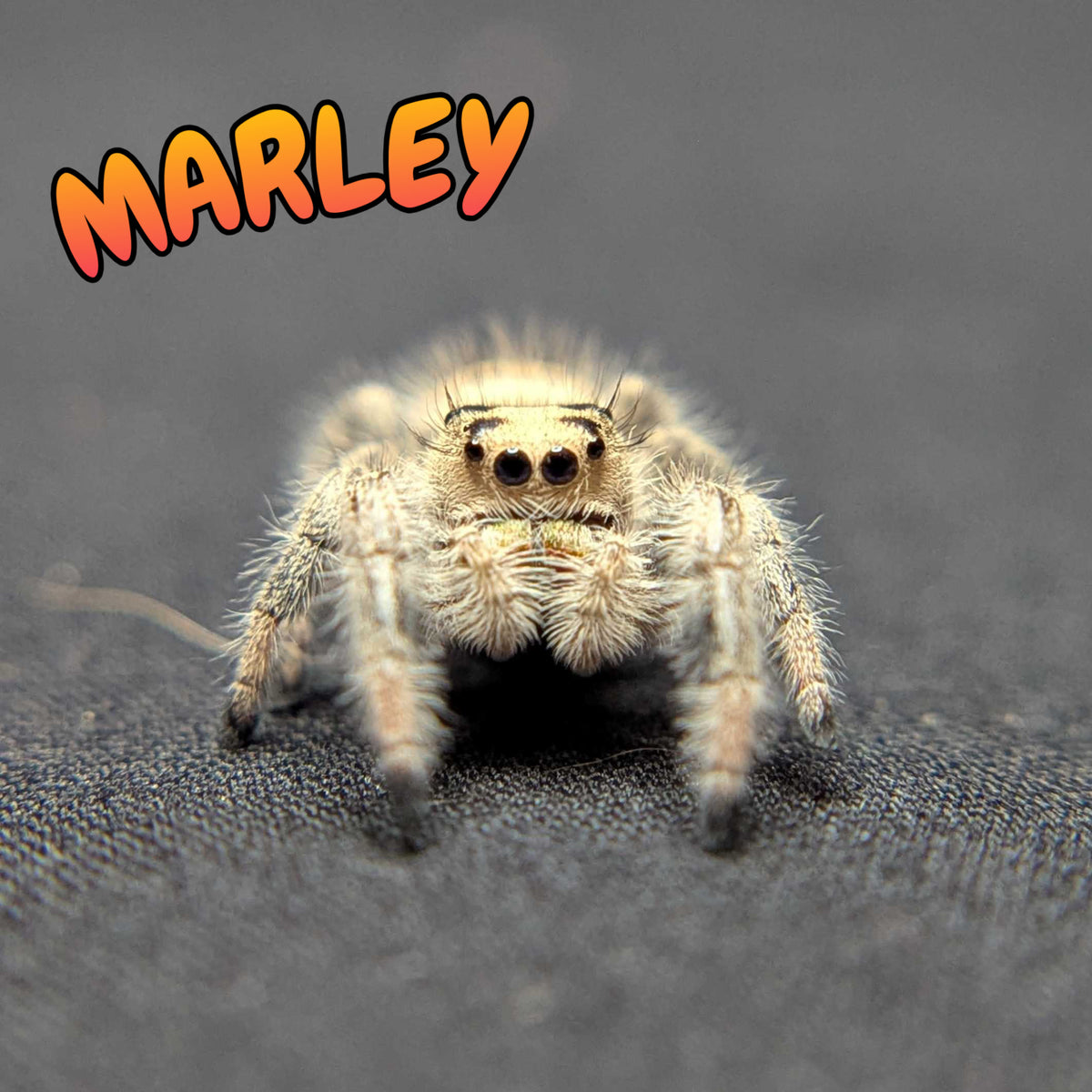 Regal Jumping Spider "Marley"