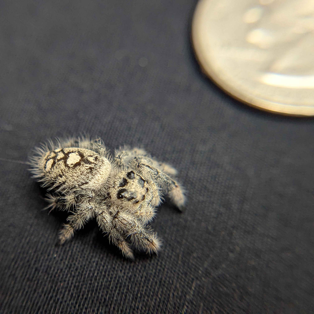 Regal Jumping Spider "Viola"