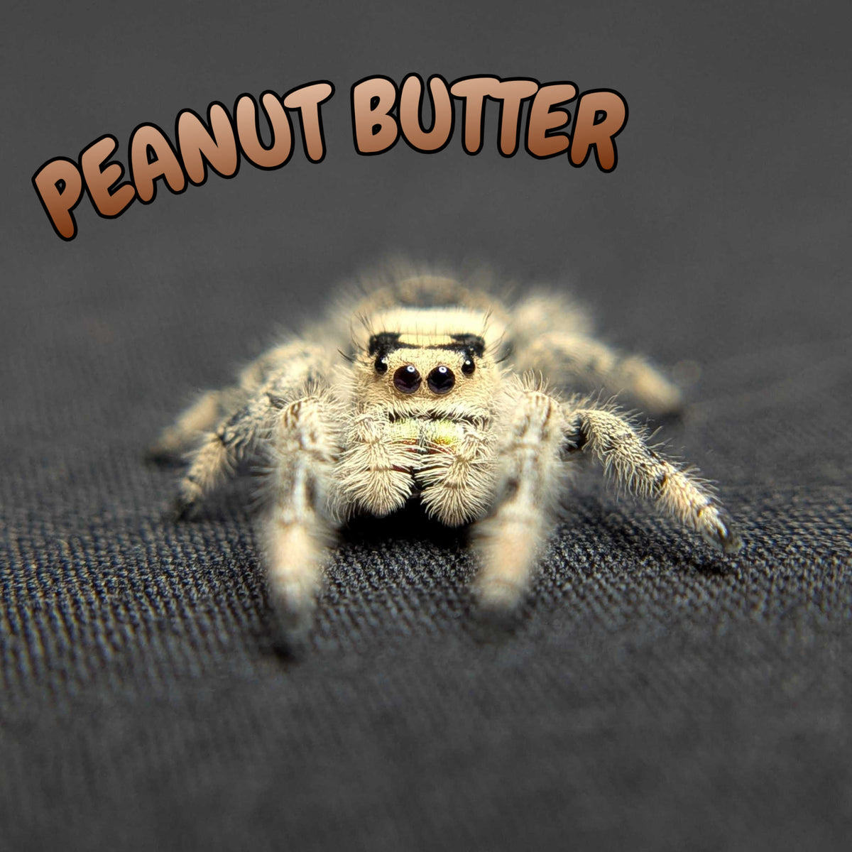 Regal Jumping Spider “Peanut Butter”