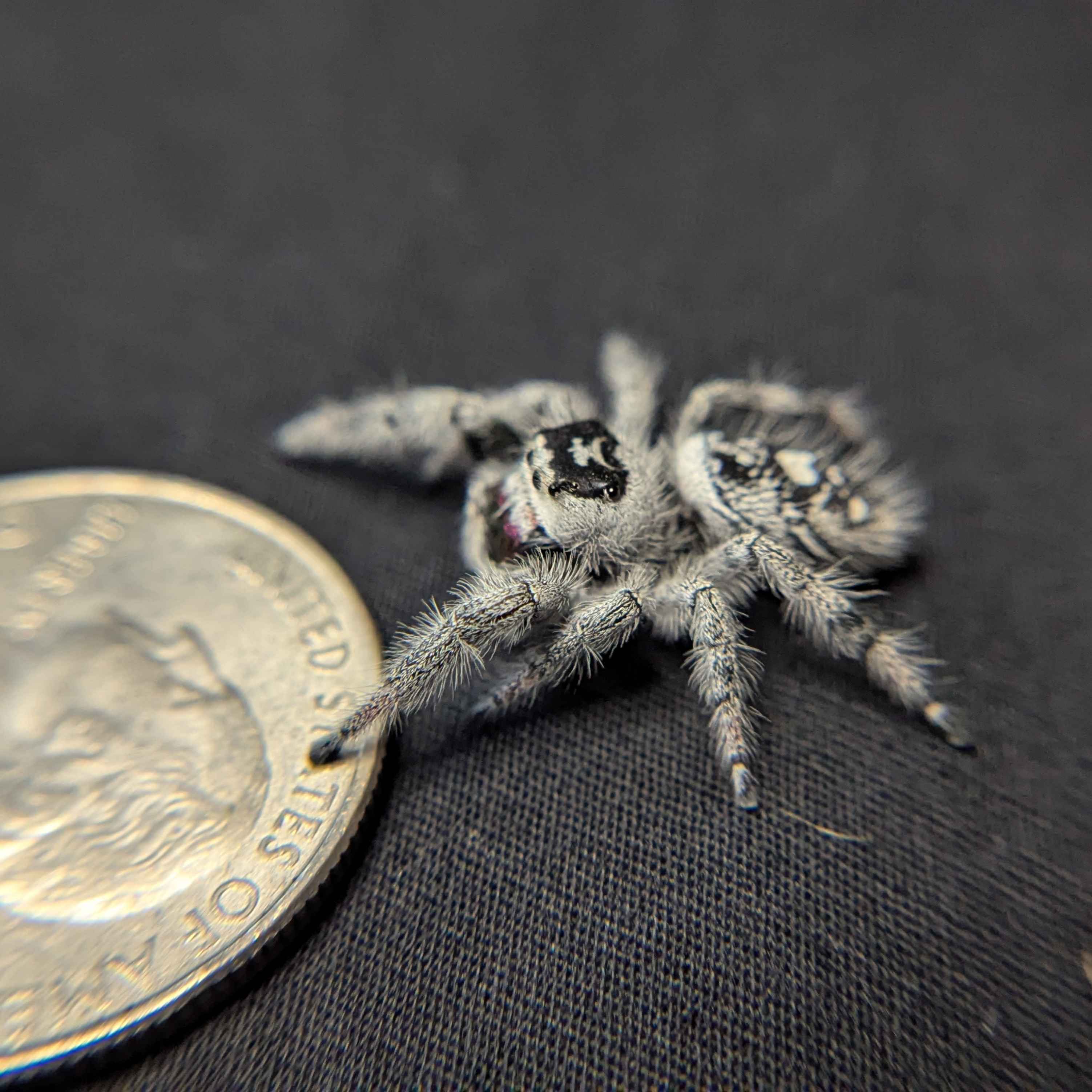Regal Jumping Spider "Storm" (High White)