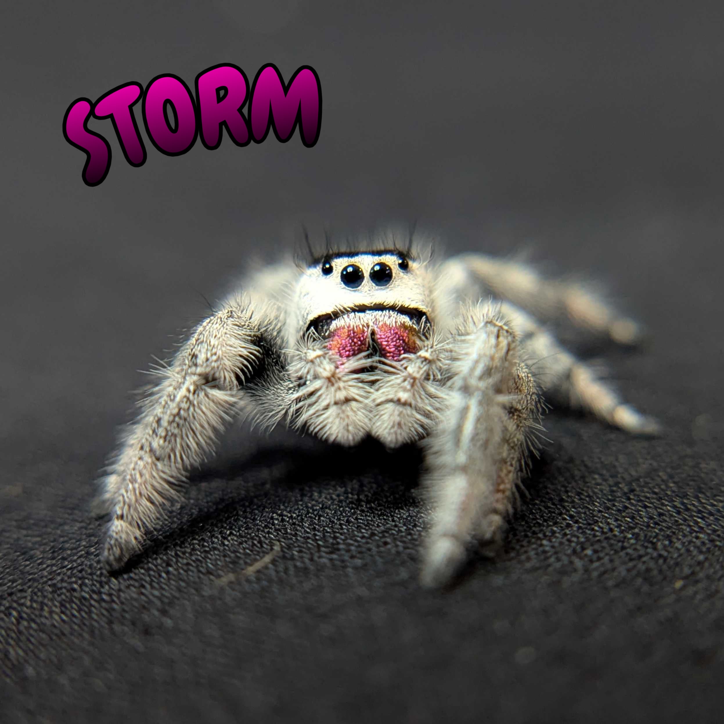 Regal Jumping Spider "Storm" (High White)
