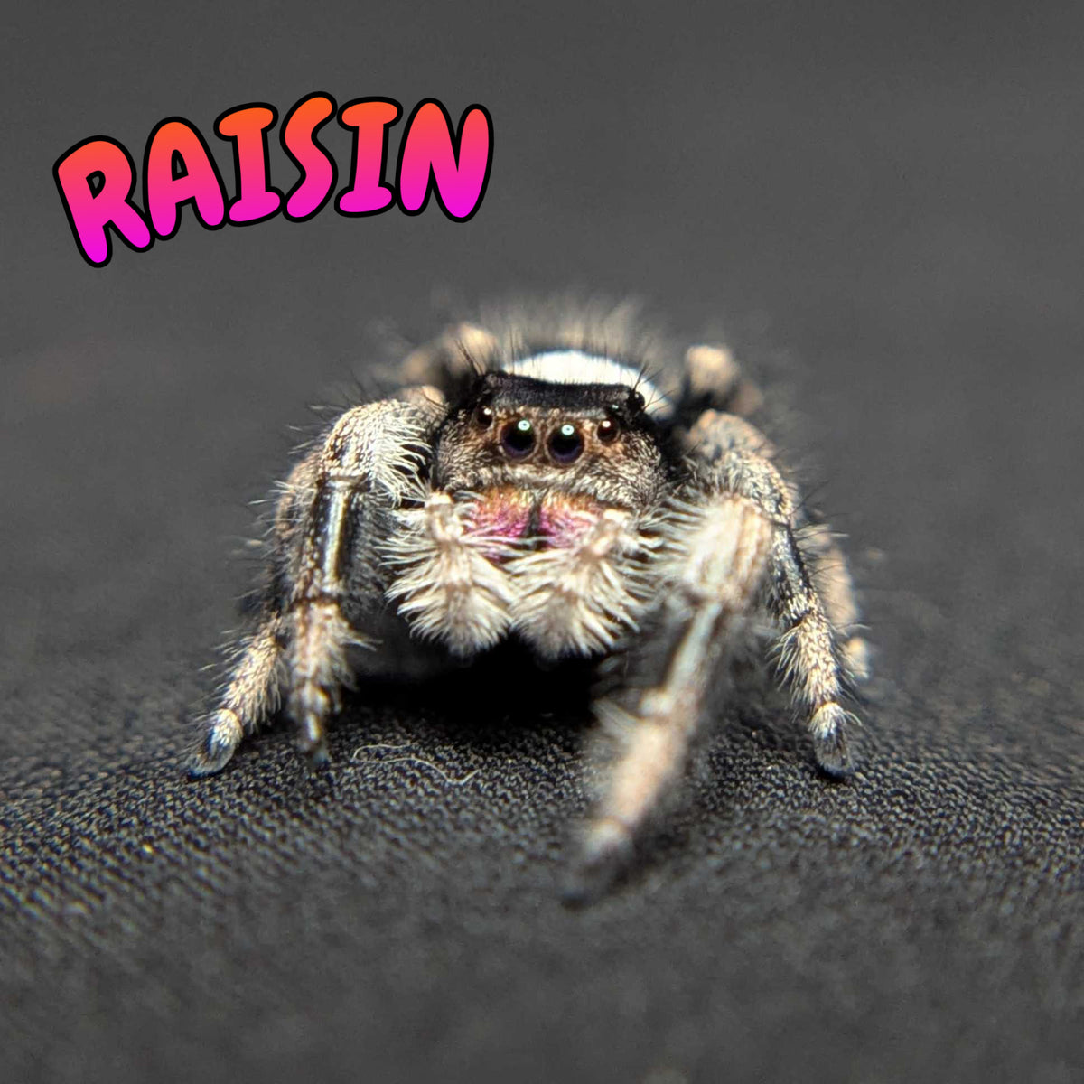 Regal Jumping Spider "Raisin"