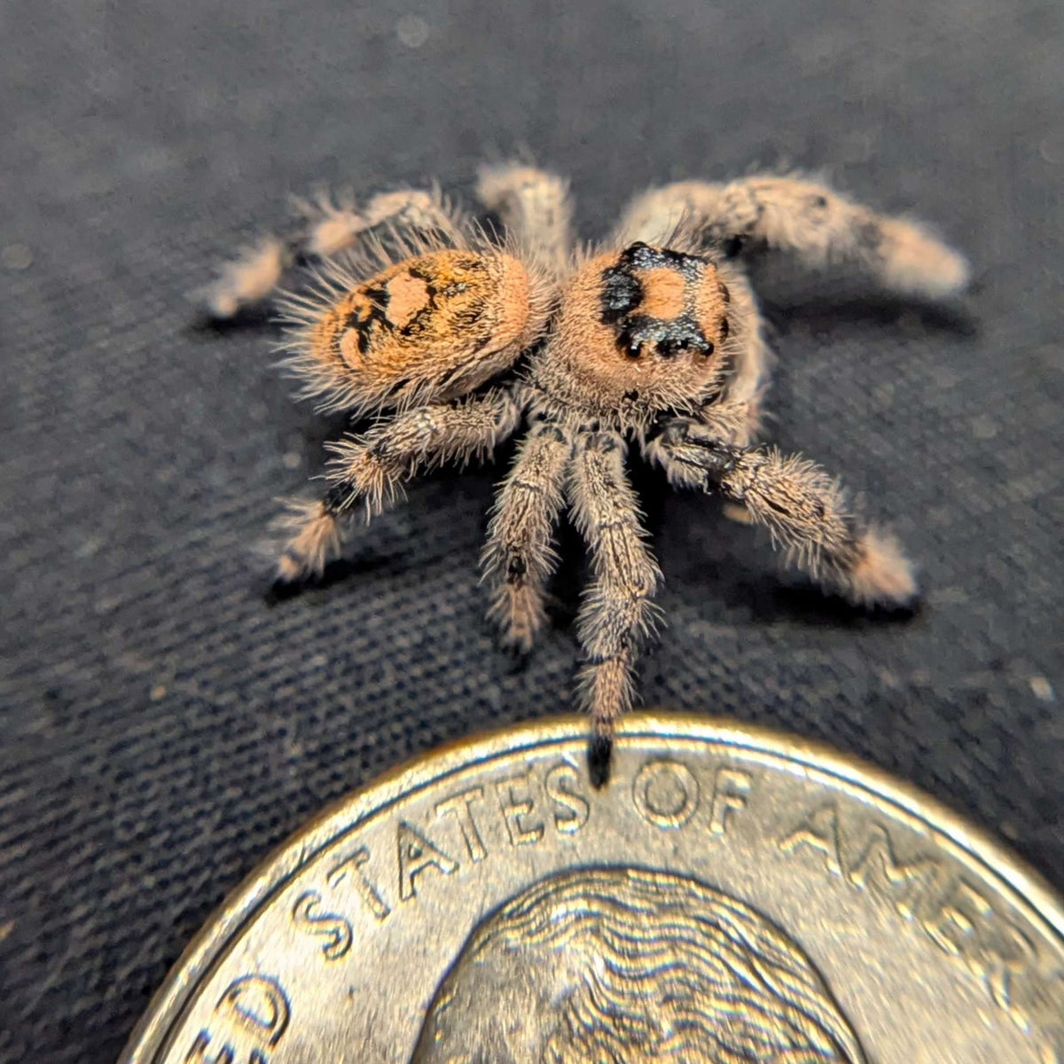 Regal Jumping Spider "Pancake"