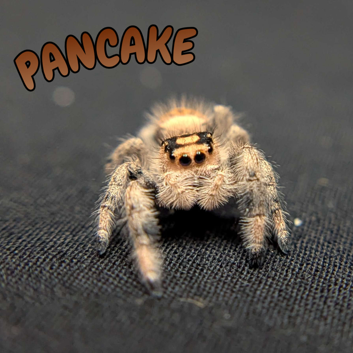 Regal Jumping Spider "Pancake"