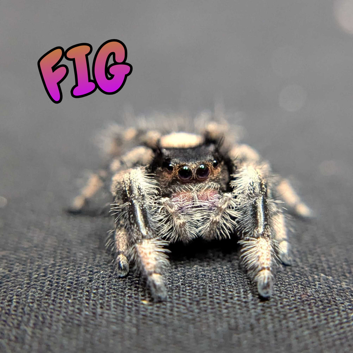 Regal Jumping Spider "Fig"