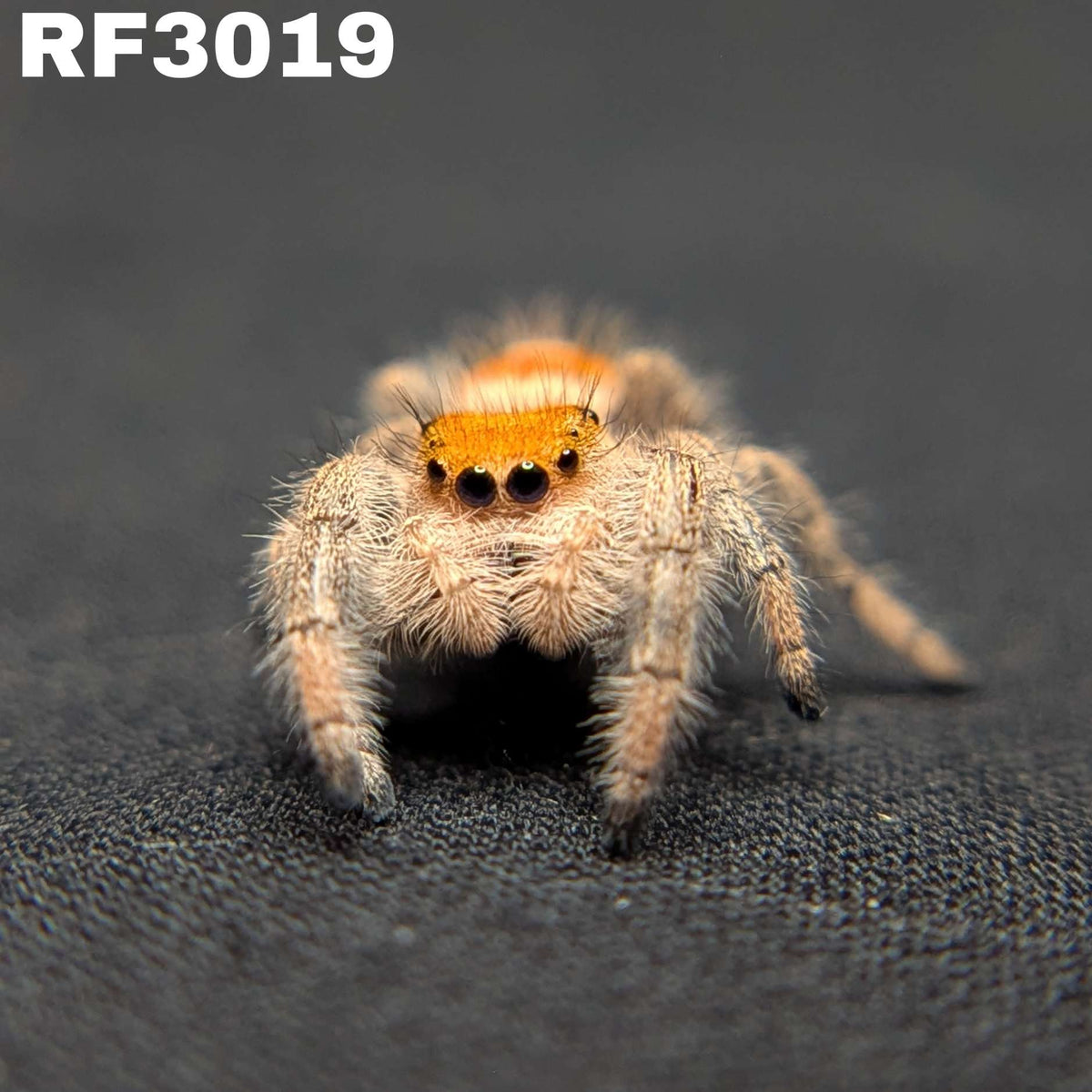 Regal Jumping Spider “Paprika”