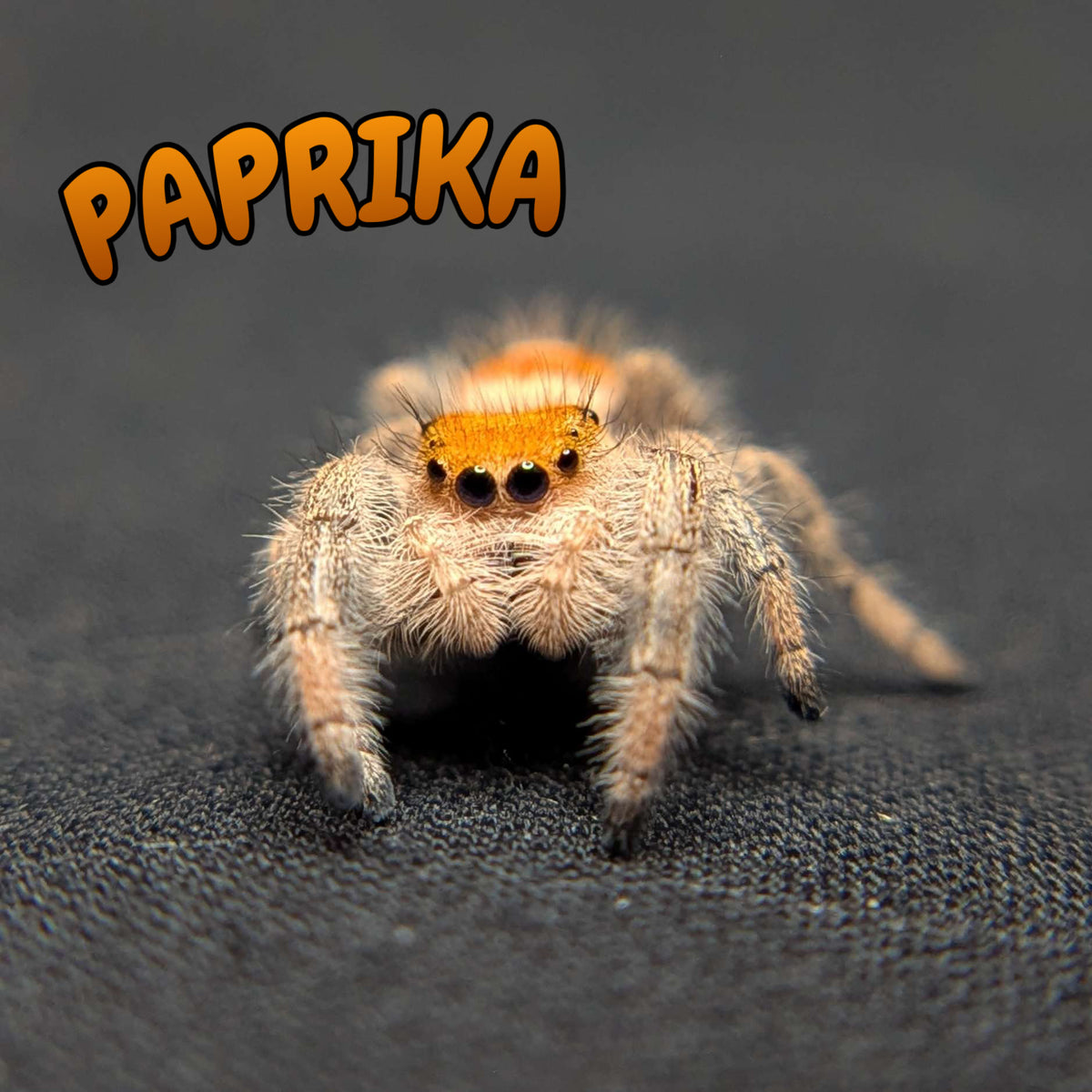 Regal Jumping Spider “Paprika”