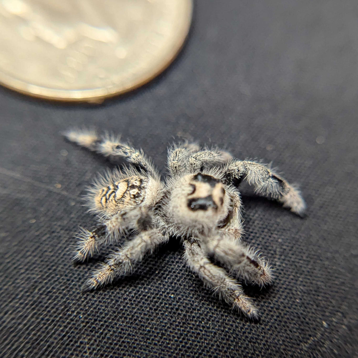 Regal Jumping Spider "Strawberry"