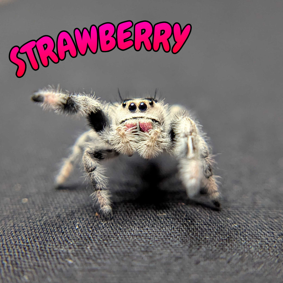 Regal Jumping Spider "Strawberry"
