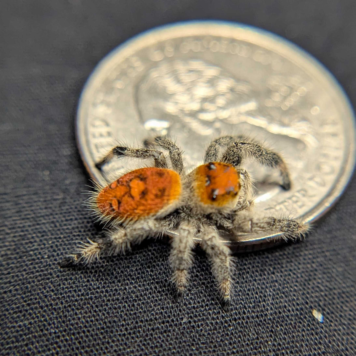 Regal Jumping Spider “Palmetto”