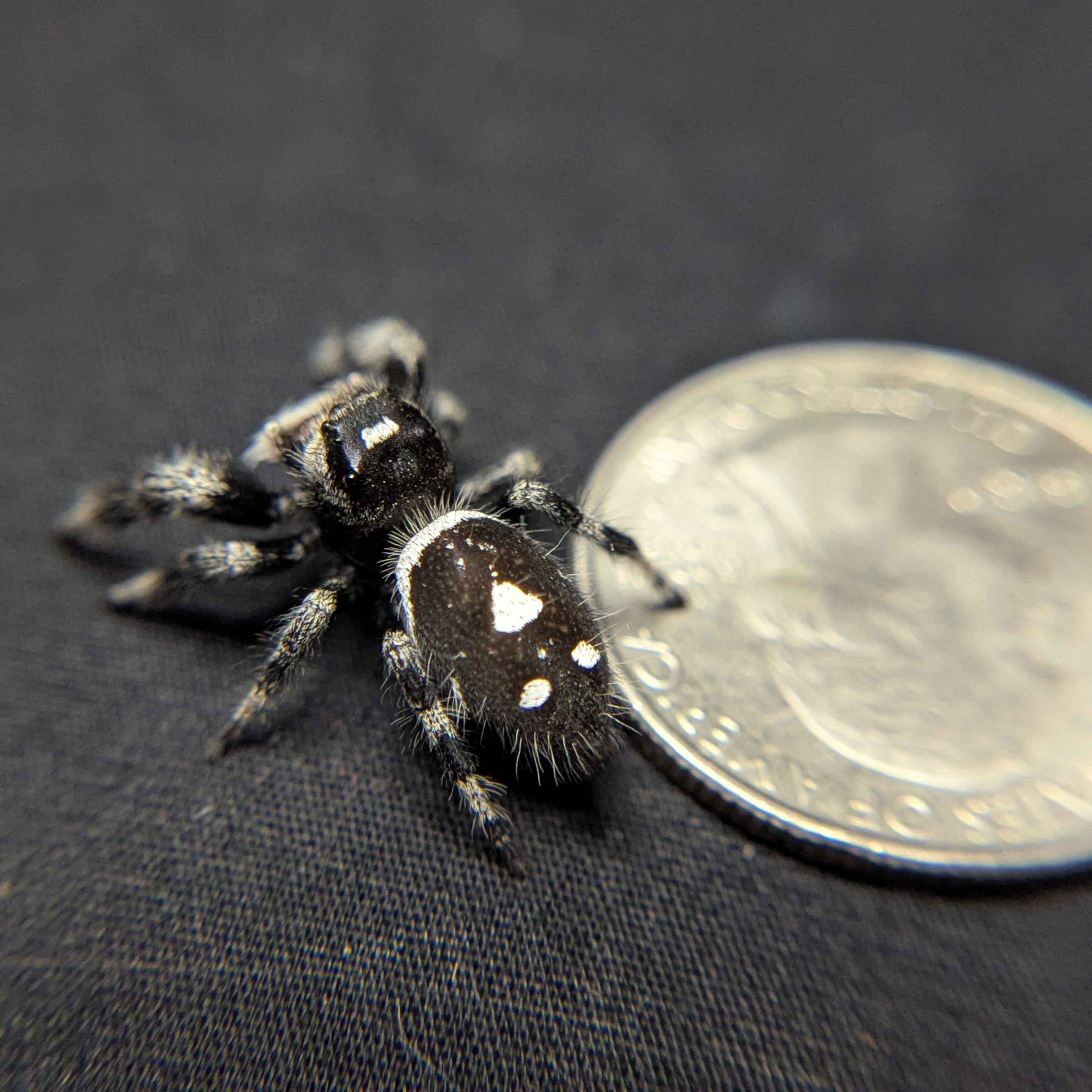 Regal Jumping Spider "Mystique" (Dark Phase)