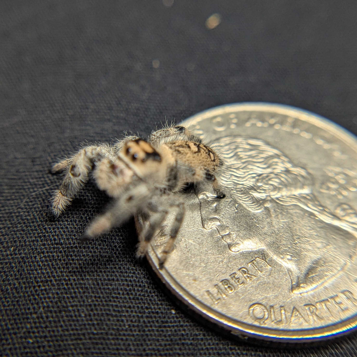 Regal Jumping Spider "Pinkberry"