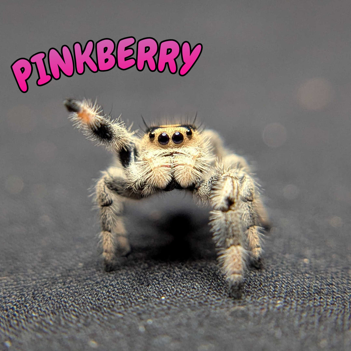 Regal Jumping Spider "Pinkberry"
