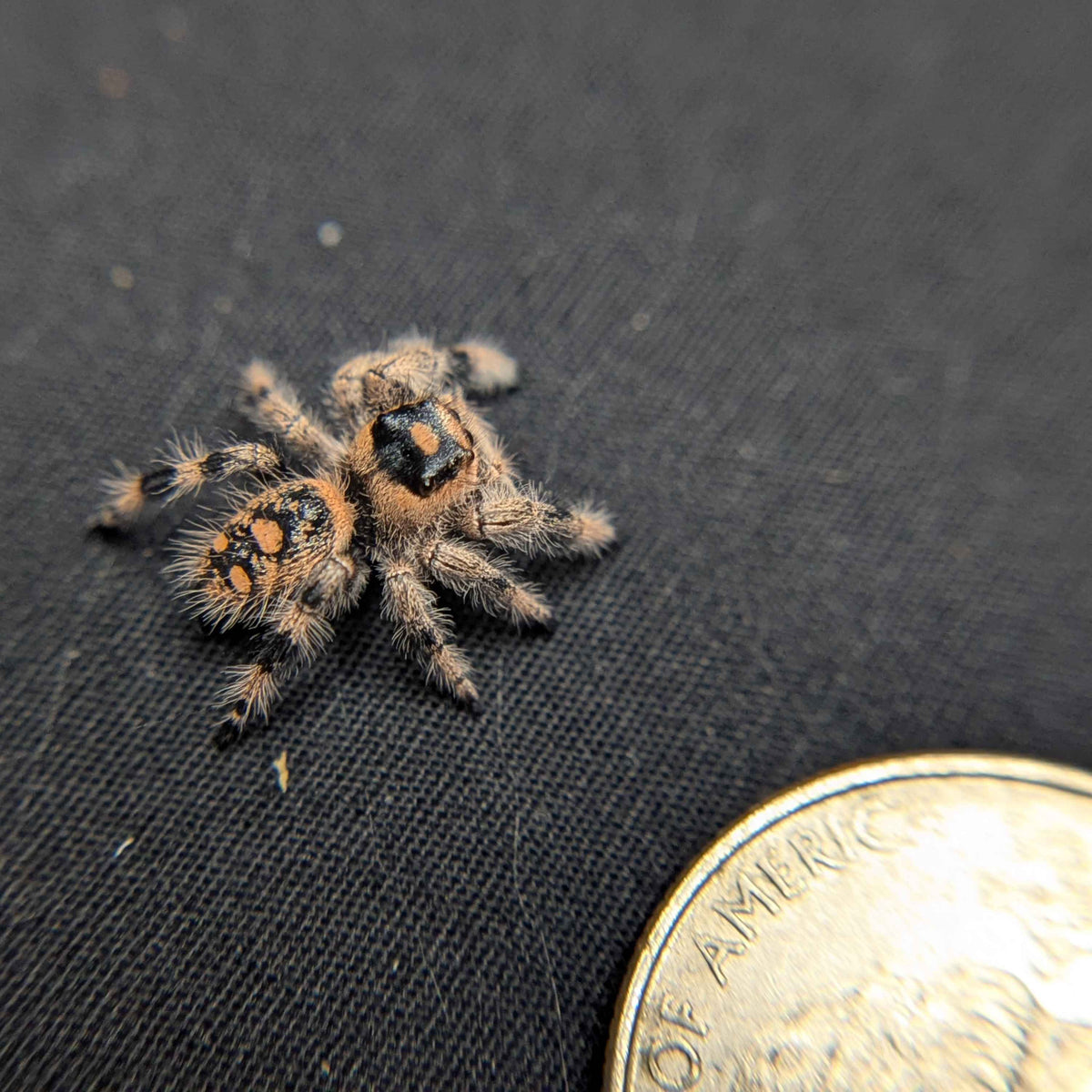 Regal Jumping Spider "Mira"