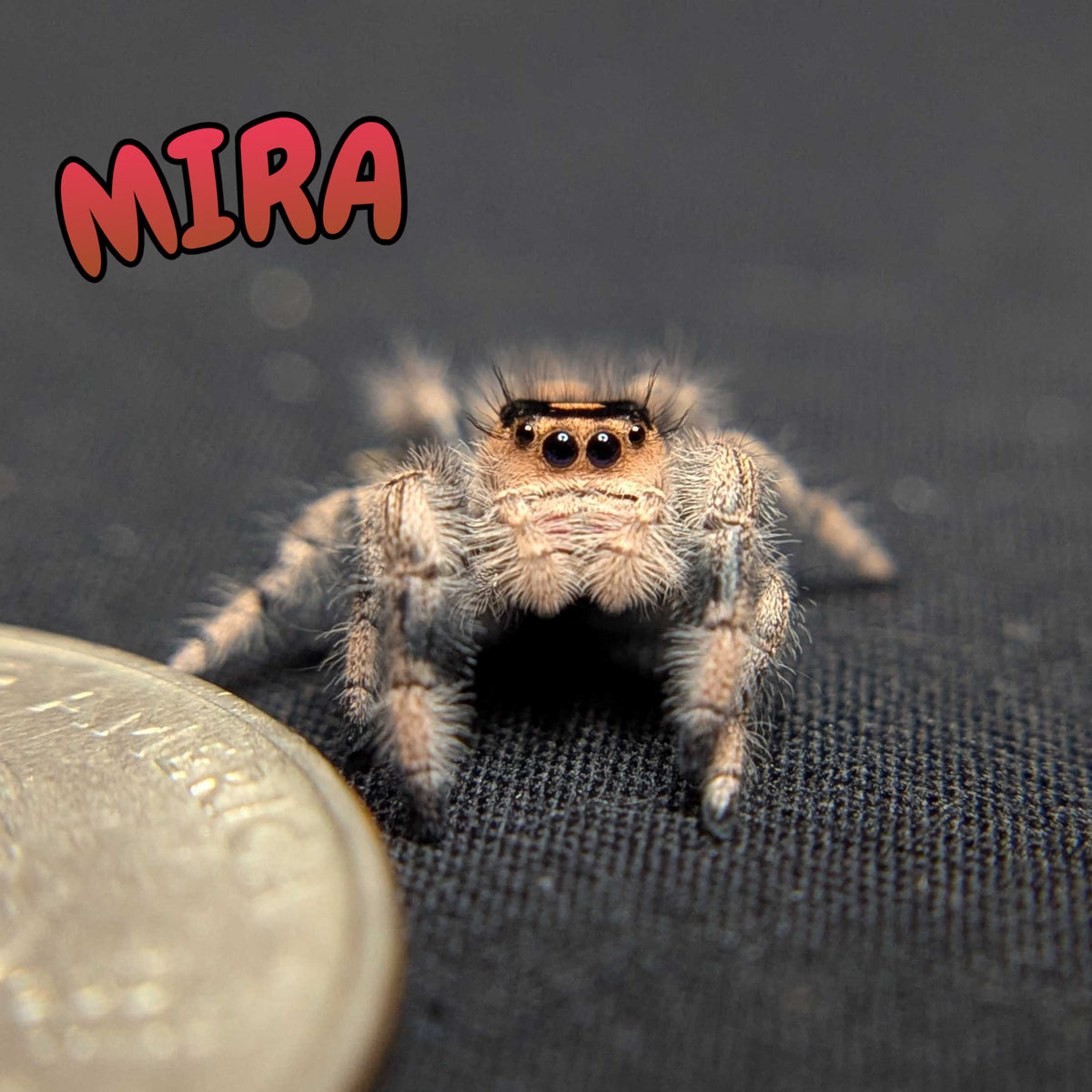 Regal Jumping Spider "Mira"