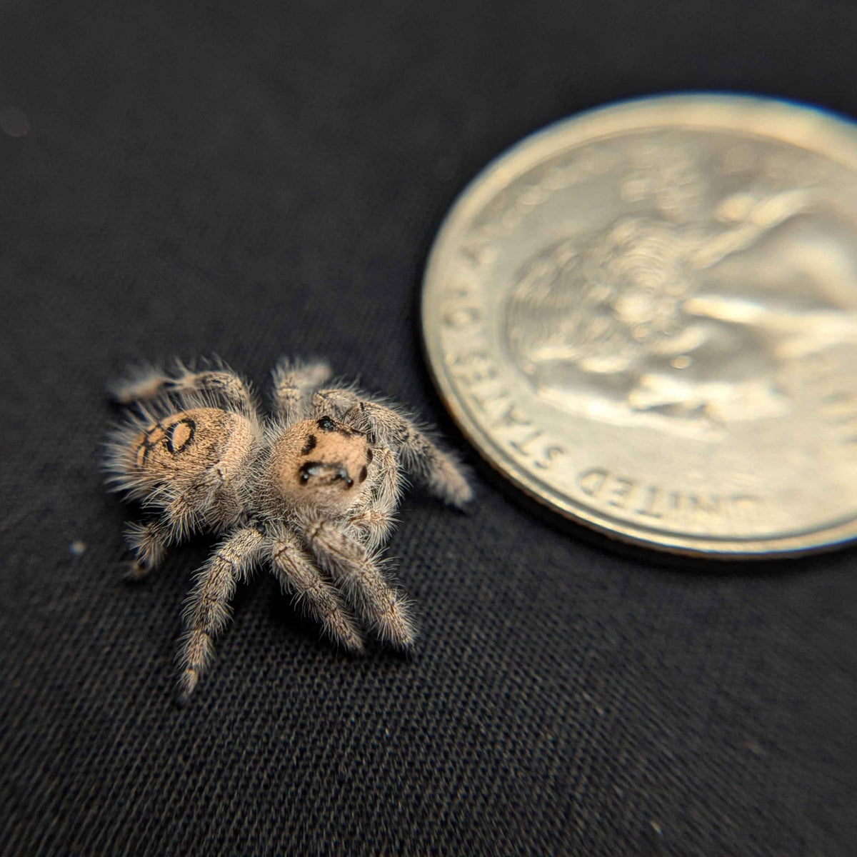 Regal Jumping Spider "Teddy"