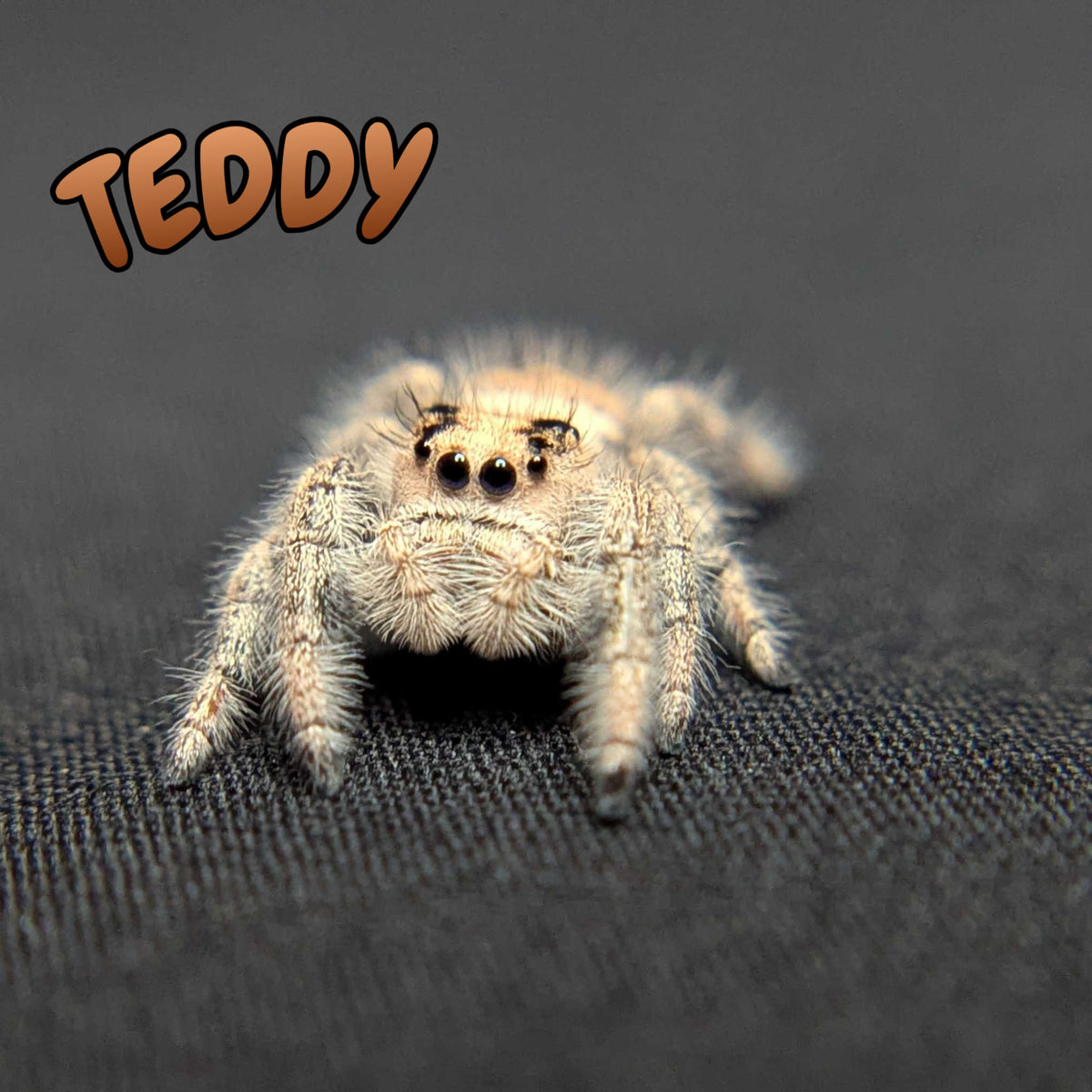 Regal Jumping Spider "Teddy"