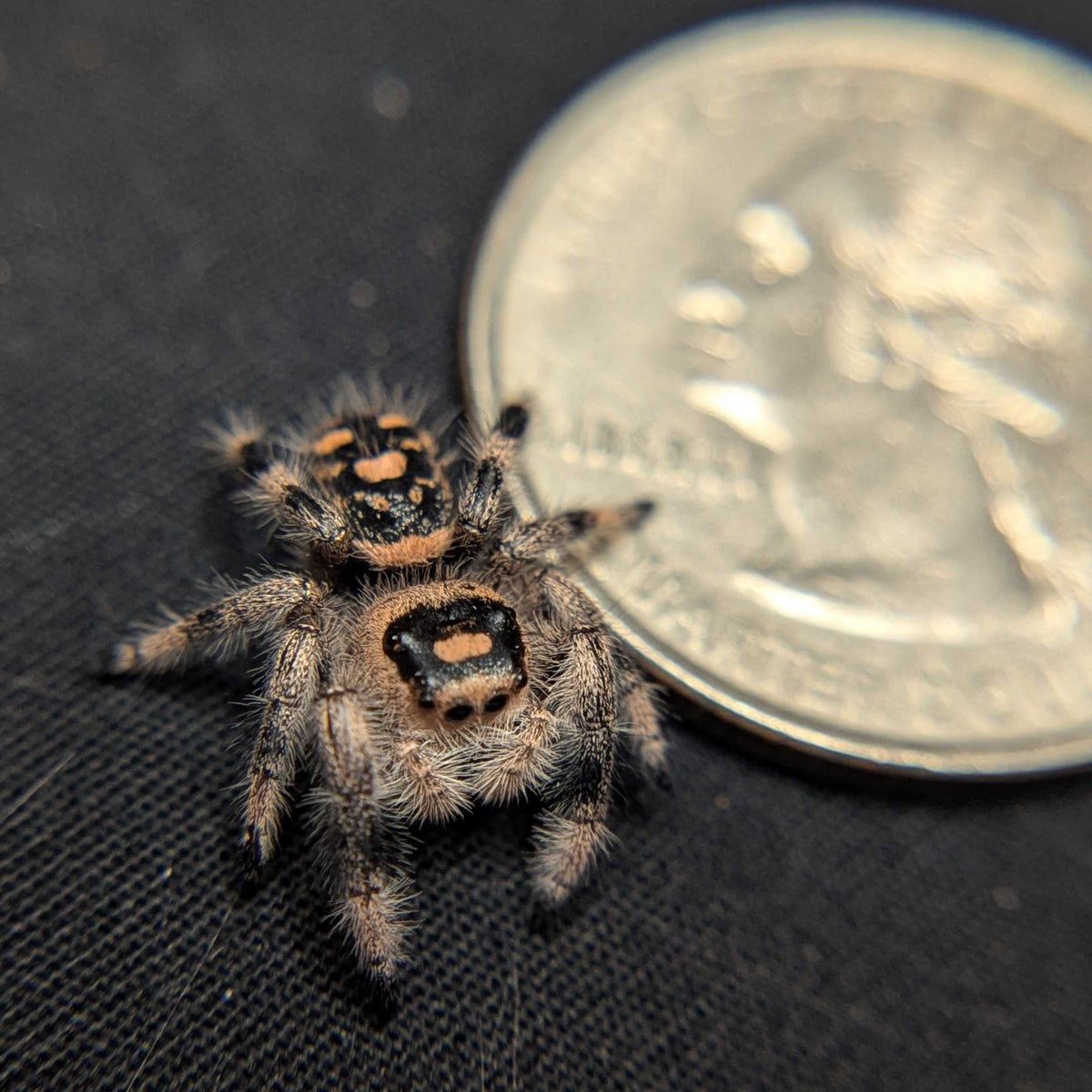 Regal Jumping Spider "Violet"