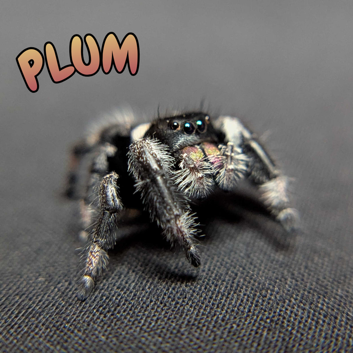 Regal Jumping Spider "Plum"