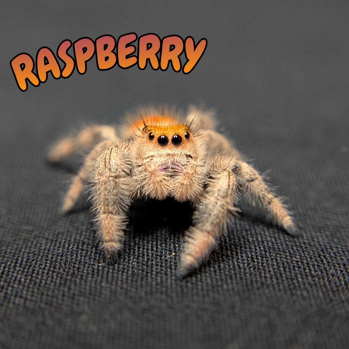 Regal Jumping Spider "Raspberry"