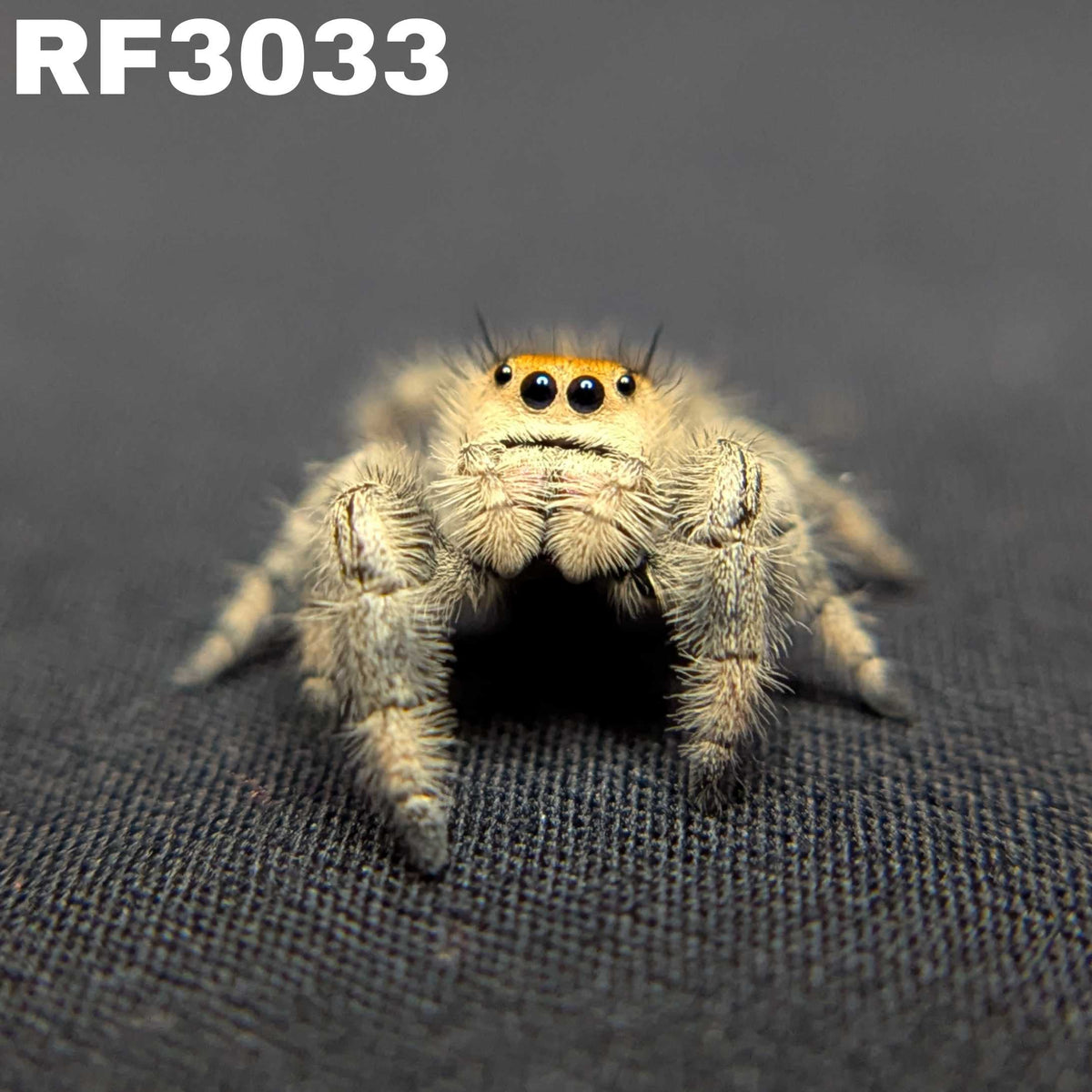 Regal Jumping Spider "Tangerine"