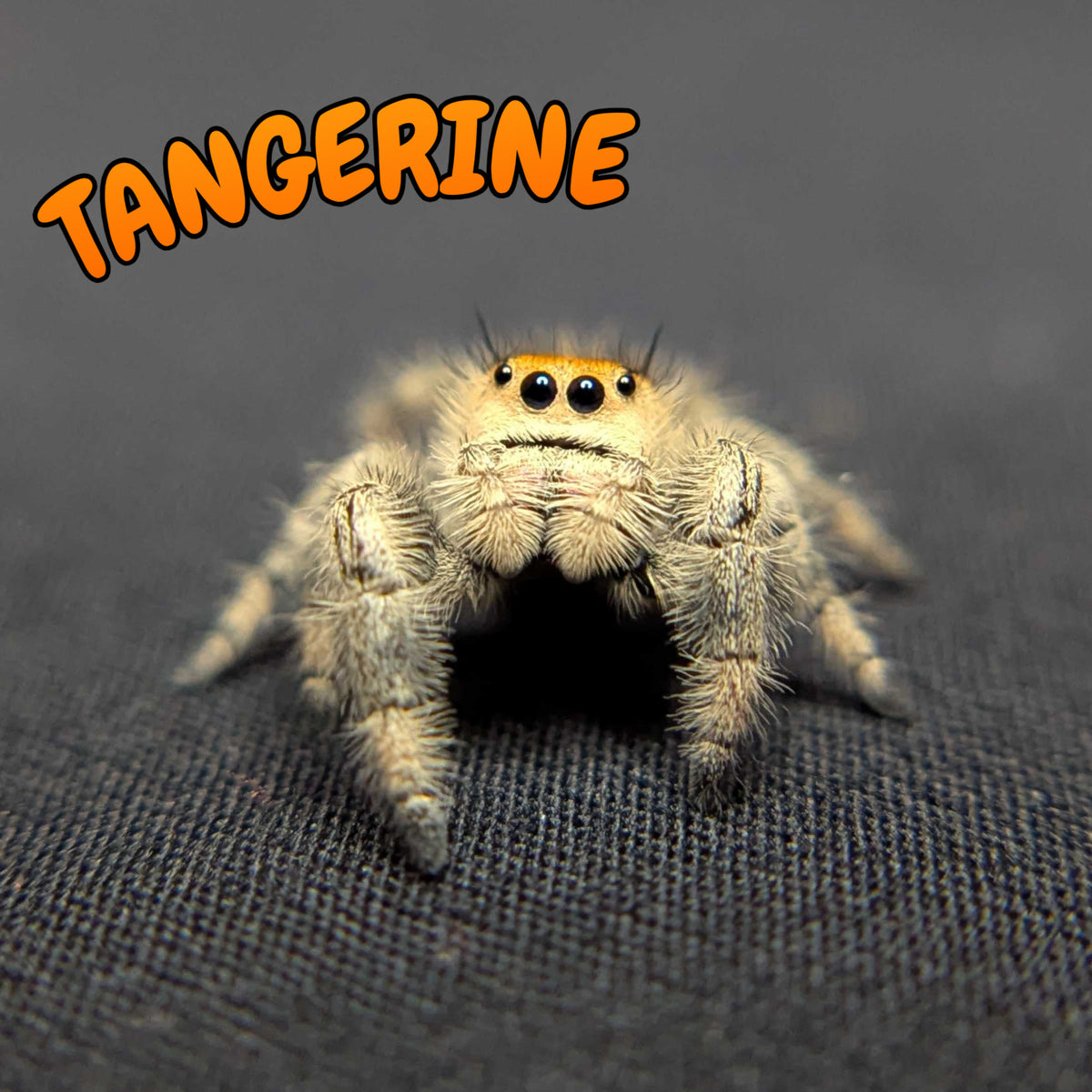 Regal Jumping Spider "Tangerine"