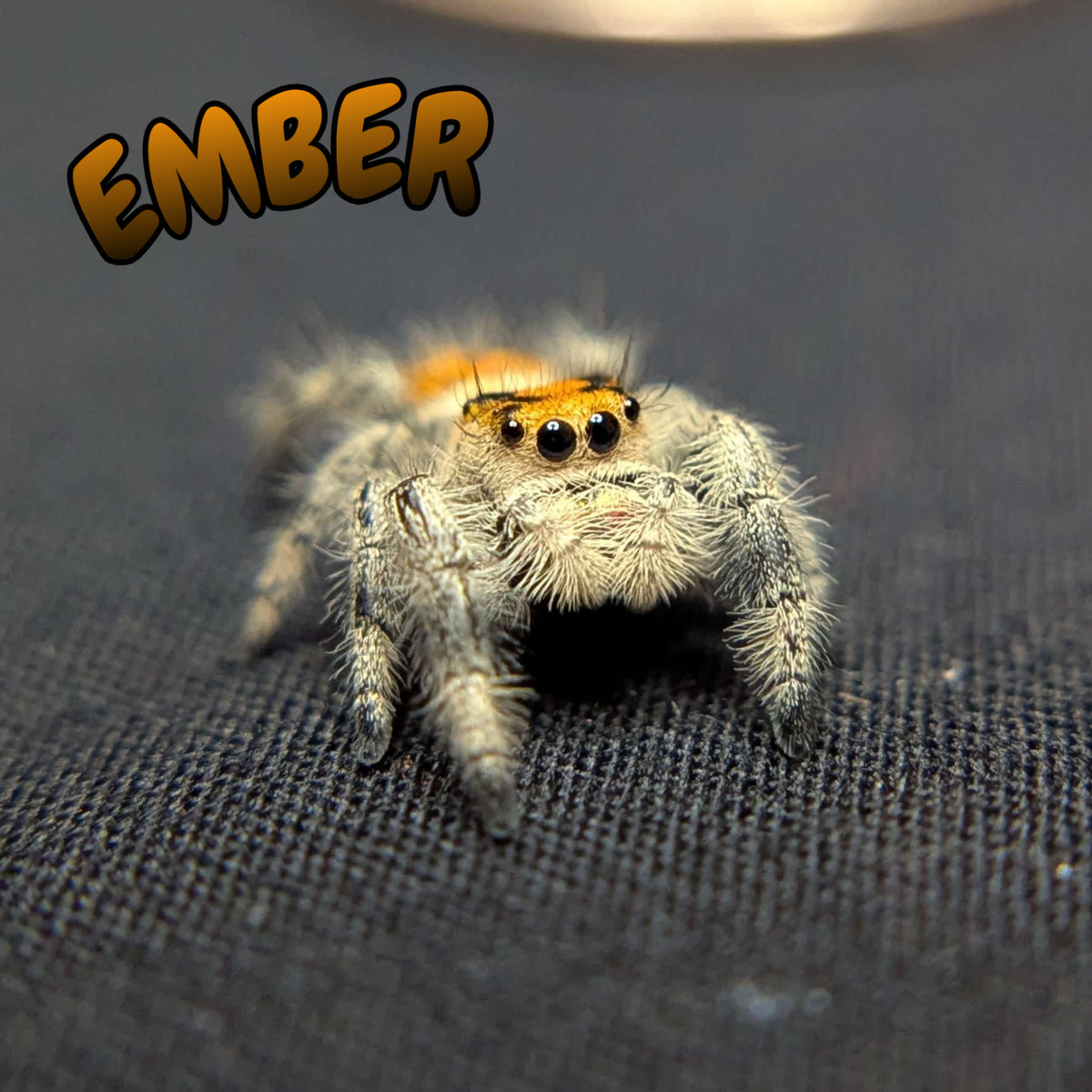 Regal Jumping Spider "Ember"