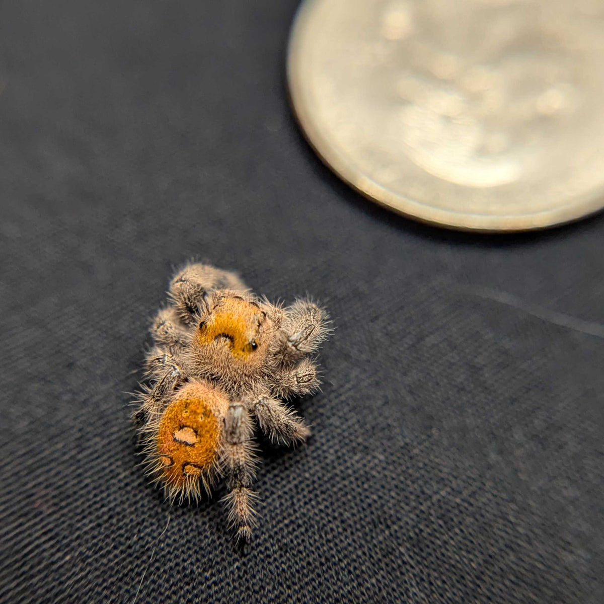 Regal Jumping Spider “Apricot”