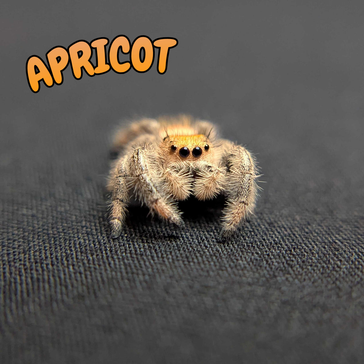 Regal Jumping Spider “Apricot”