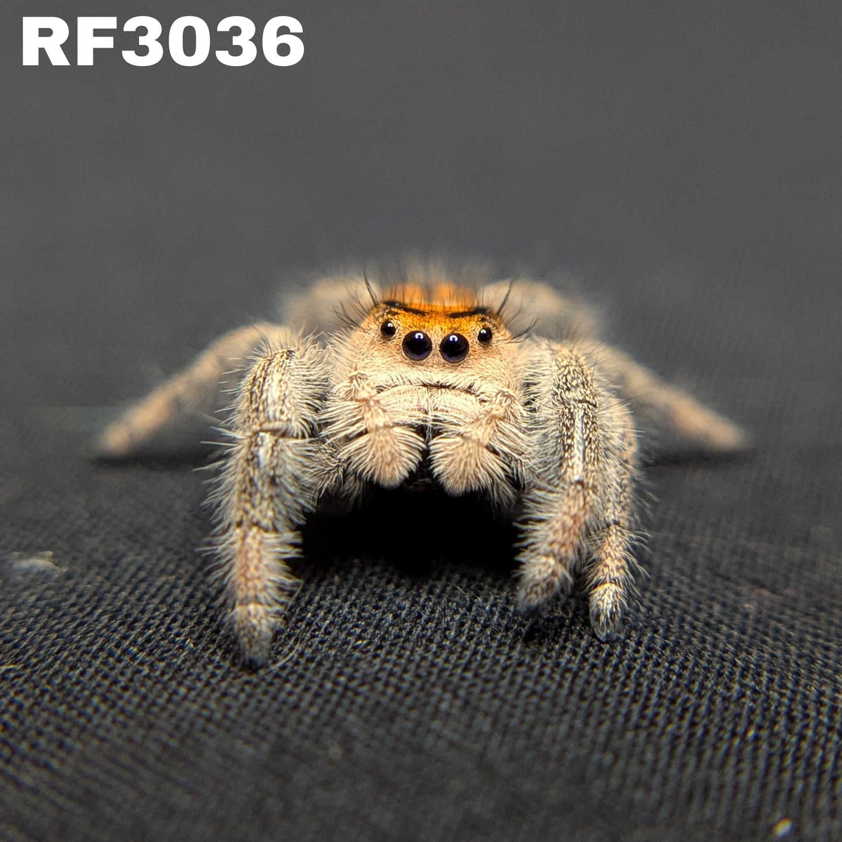 Regal Jumping Spider "Tiger"