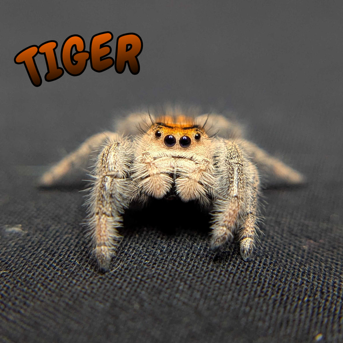 Regal Jumping Spider "Tiger"