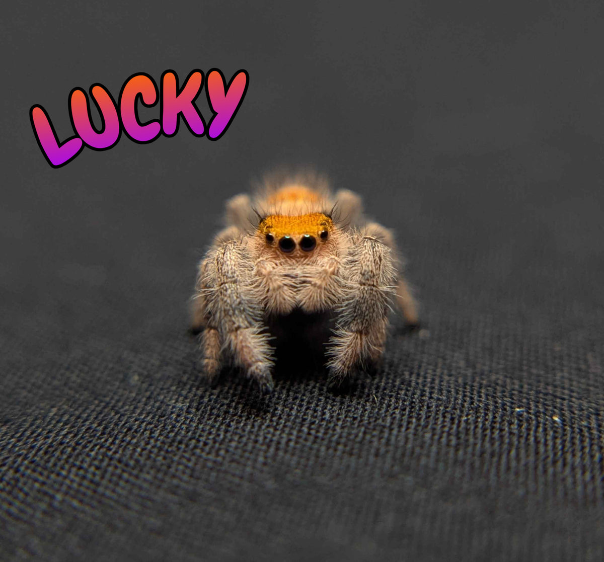 Regal Jumping Spider “Lucky”