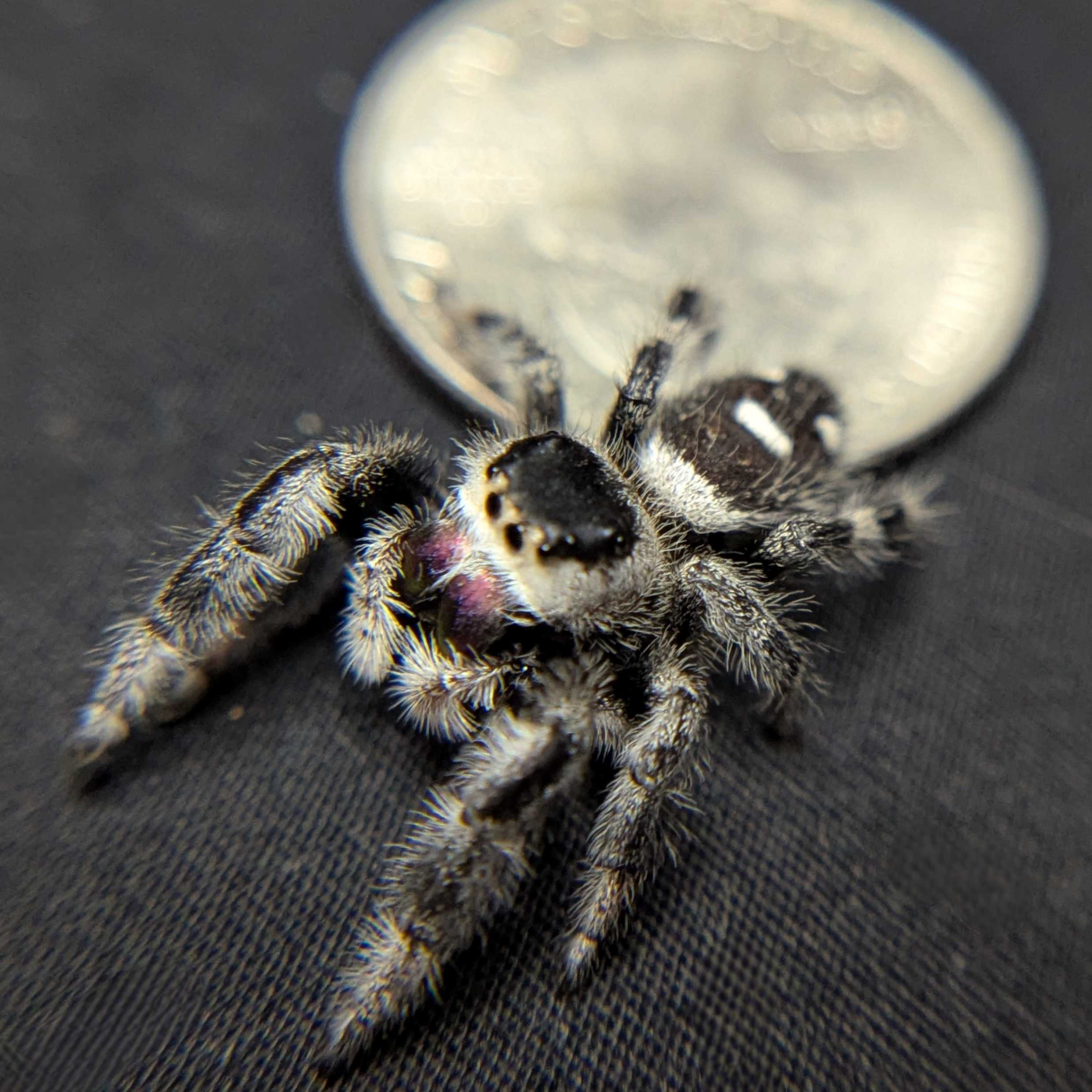 Regal Jumping Spider "Cupid"