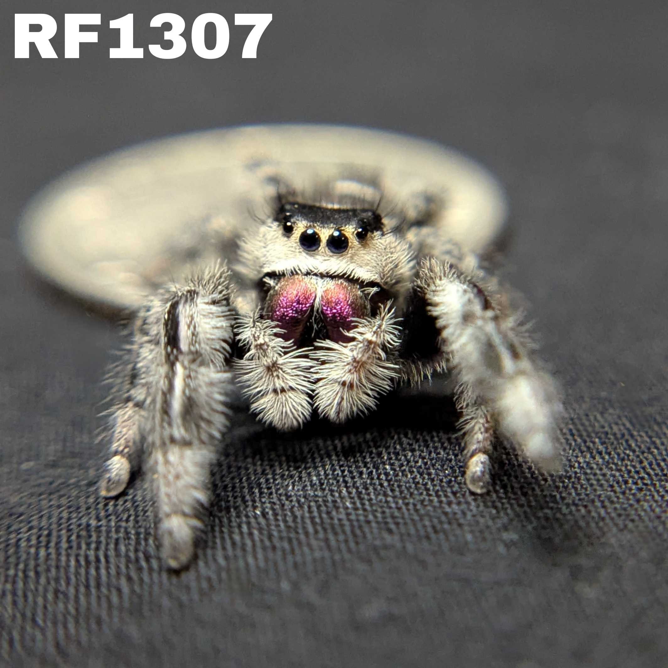 Regal Jumping Spider "Cupid"
