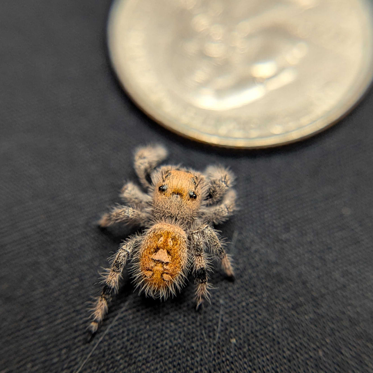 Regal Jumping Spider "Citrus Twist"