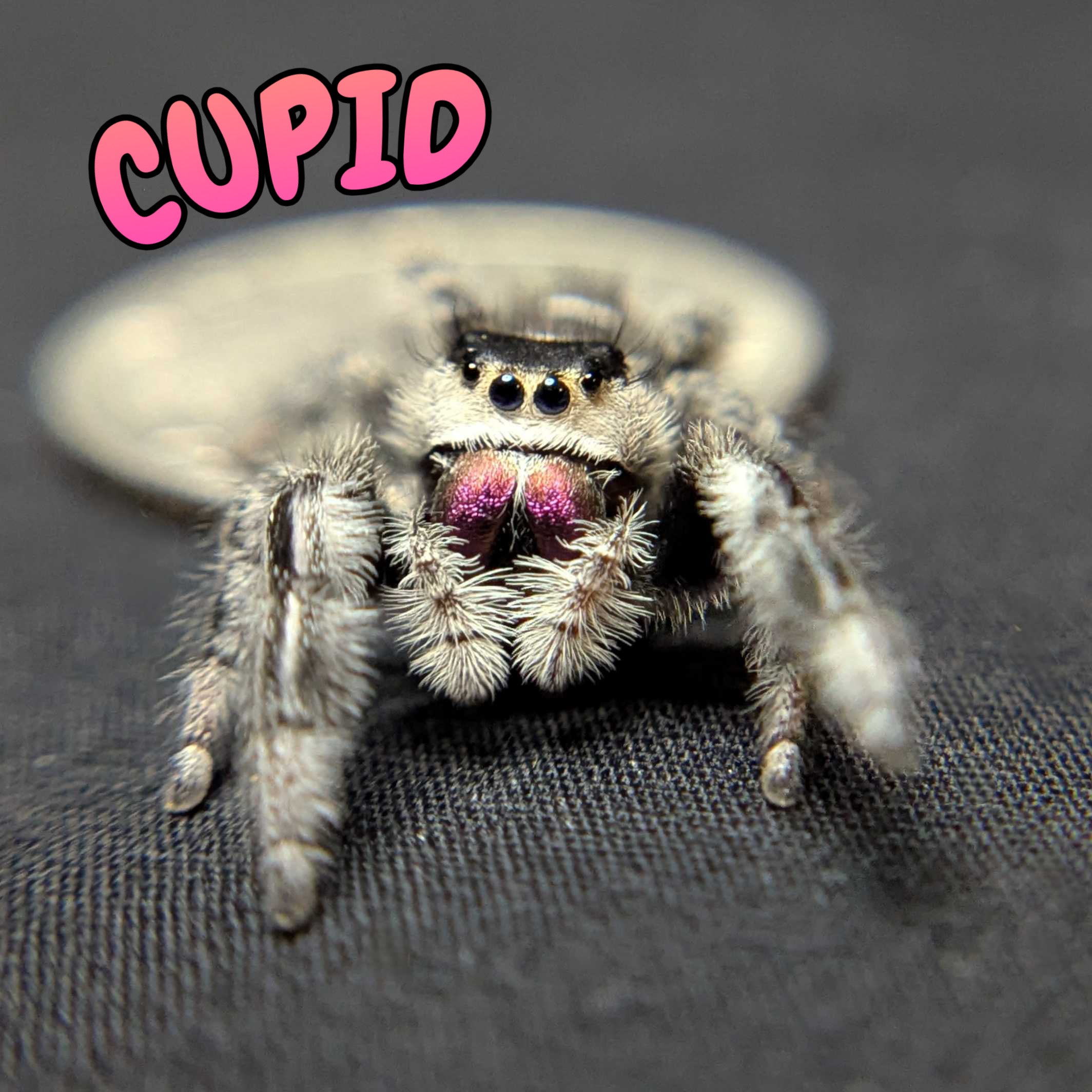 Regal Jumping Spider "Cupid"
