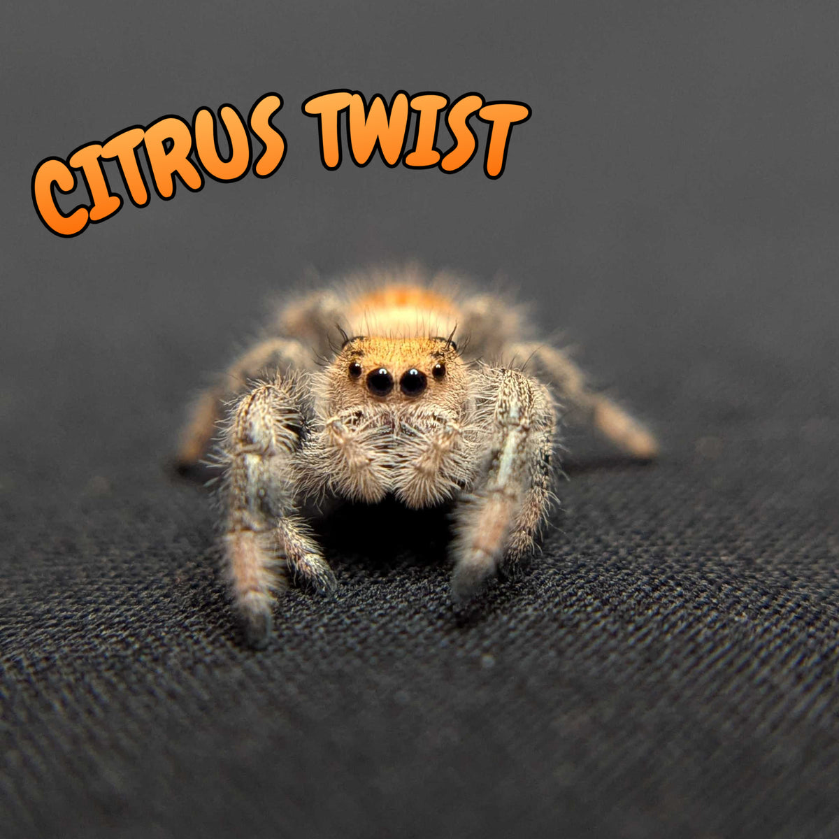 Regal Jumping Spider "Citrus Twist"
