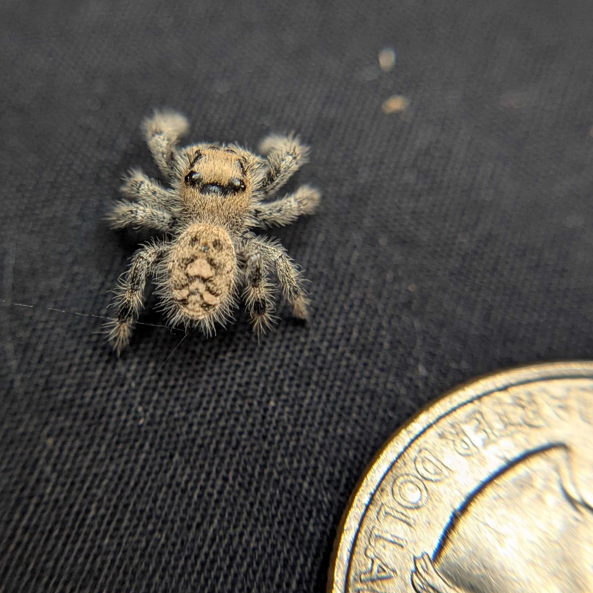 Regal Jumping Spider "Champagne"