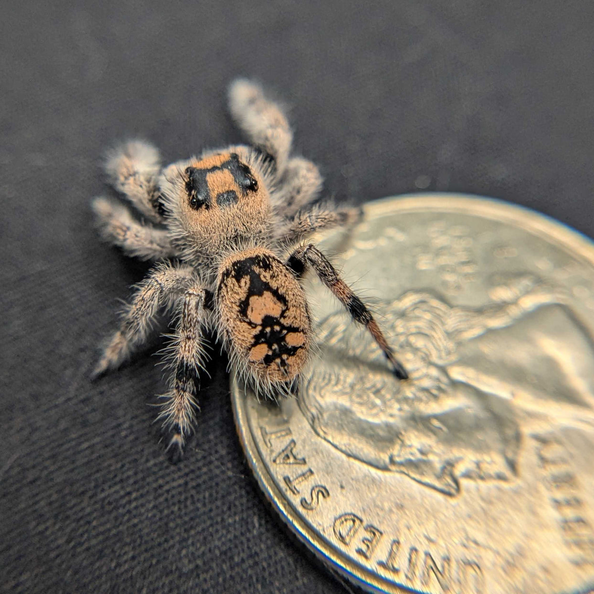 Regal Jumping Spider "Violet Blaze"