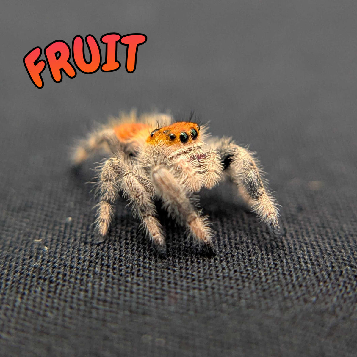 Regal Jumping Spider "Fruit"