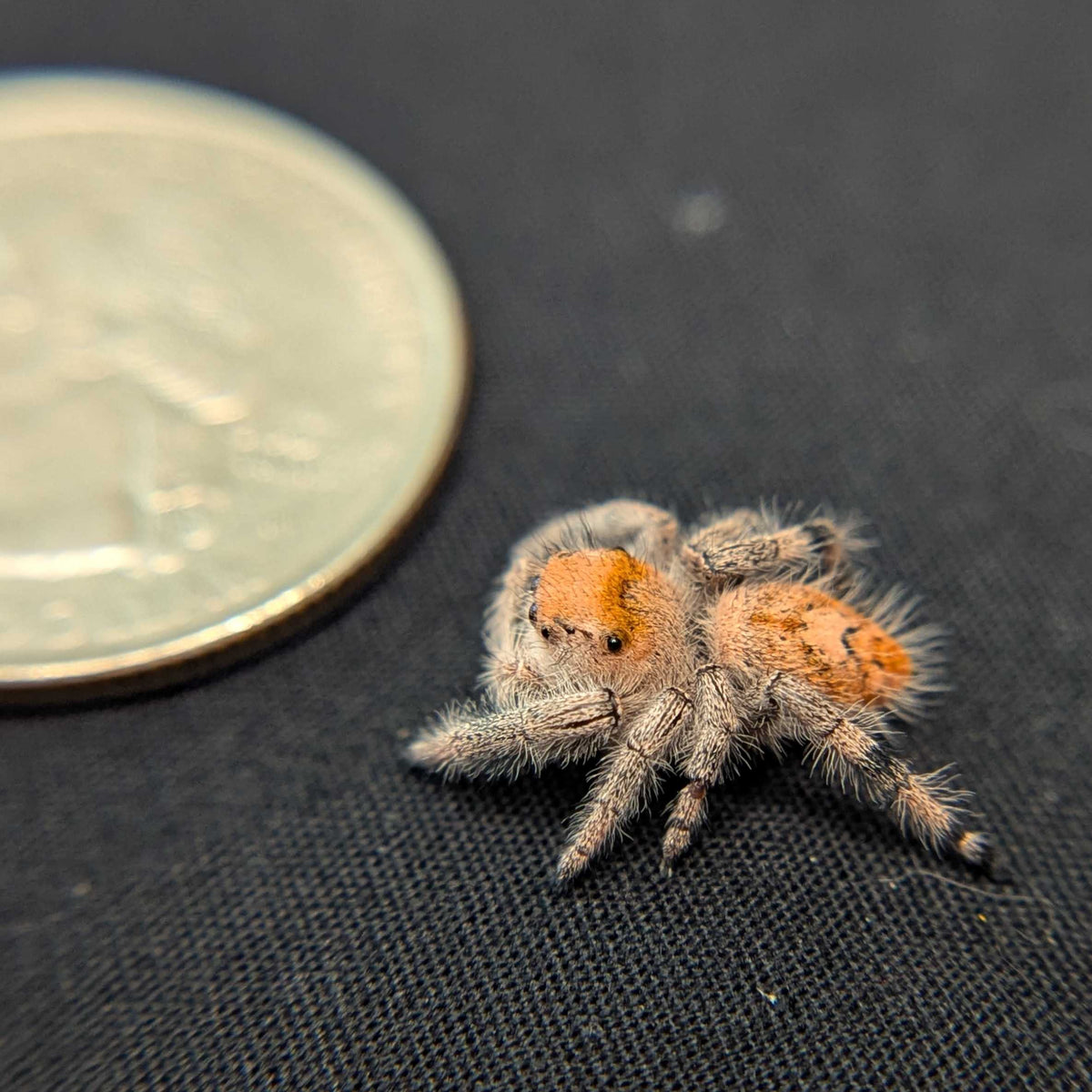 Regal Jumping Spider "Jelly Bean"