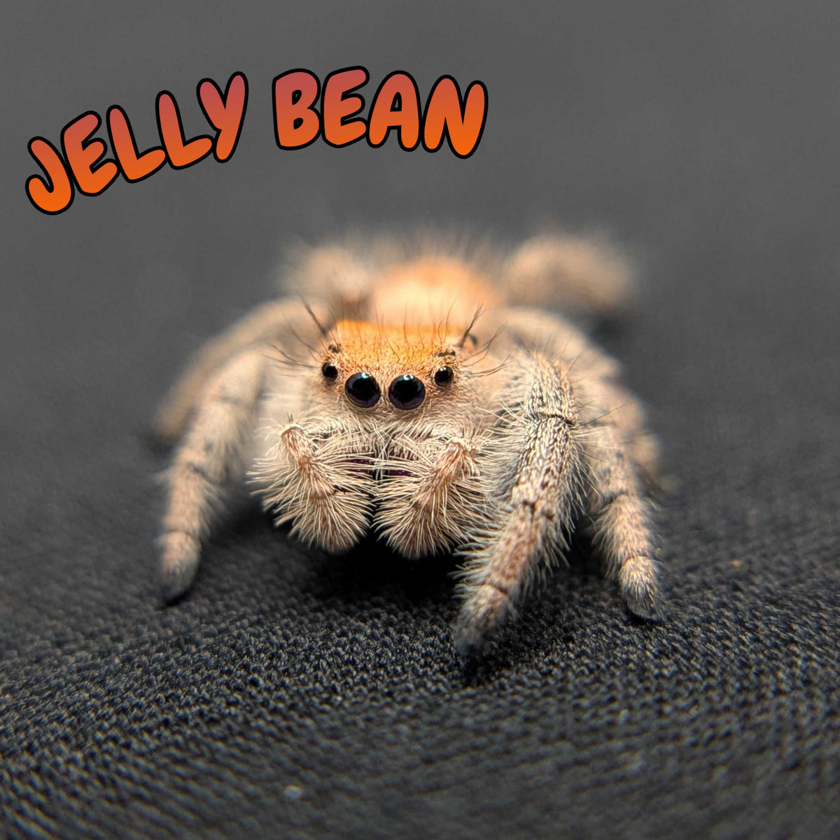 Regal Jumping Spider "Jelly Bean"