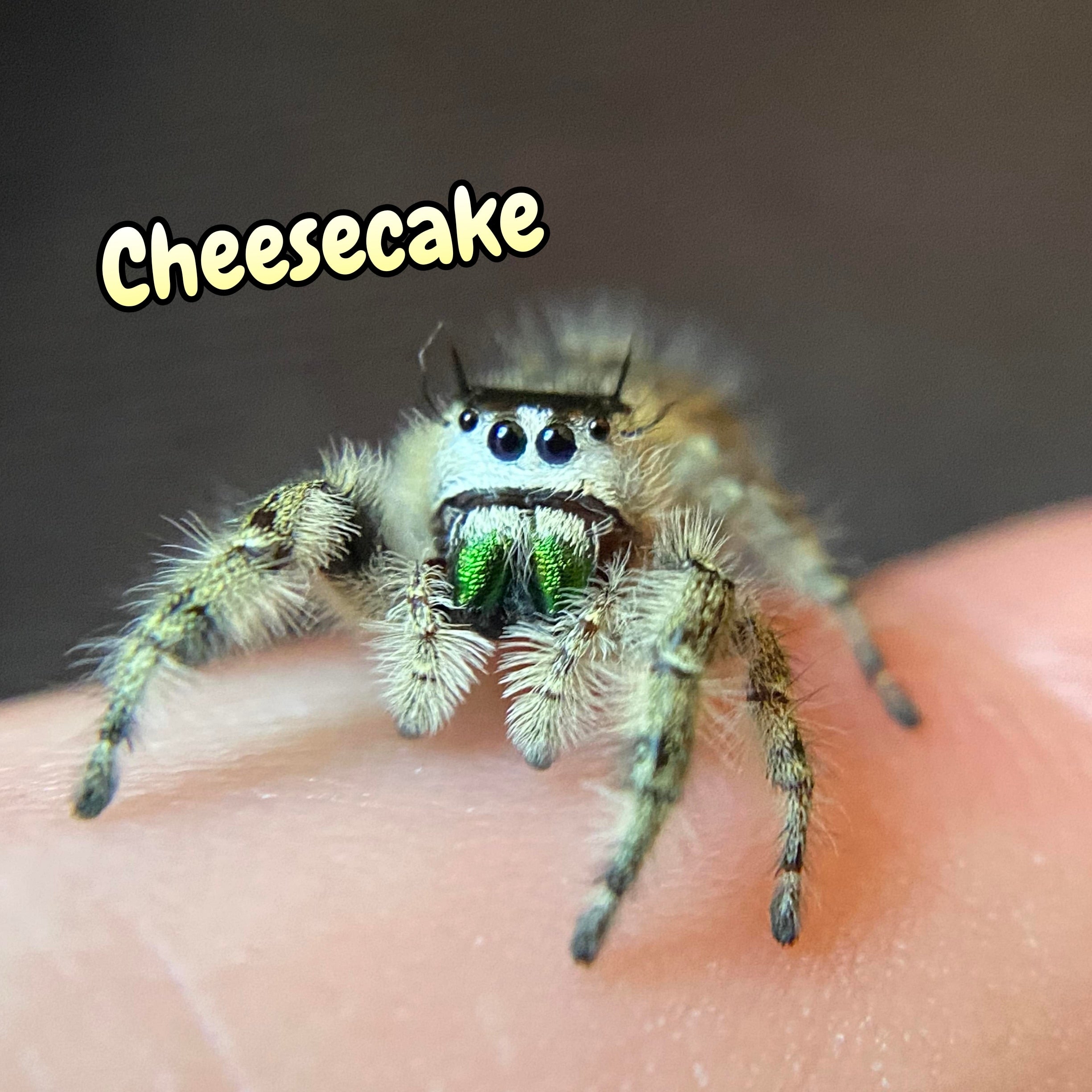 Otiosus, Jumping, Spider